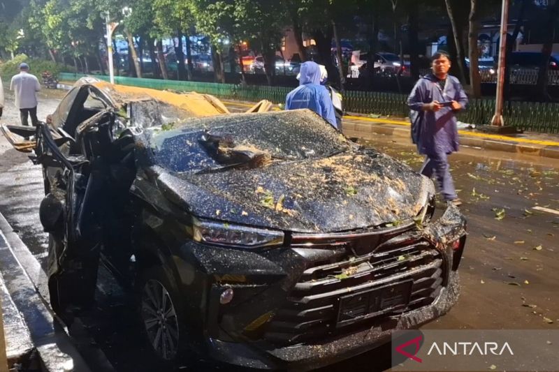pohon raksasa tumbang renggut nyawa di darmawangsa tragedi di tengah badai jakarta sorotan pada keamanan urban index
