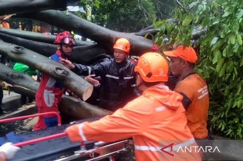 tragedi pohon tumbang di dharmawangsa raya satu nyawa melayang akibat amukan cuaca ekstrem di jaksel index