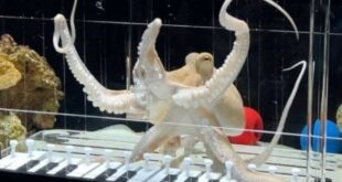 gurita dilatih bermain piano dan berhasil berikut aksinya index