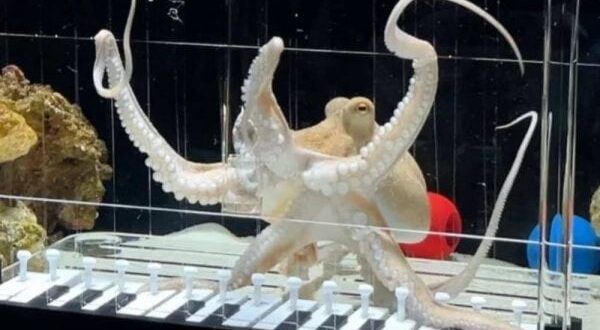 gurita dilatih bermain piano dan berhasil berikut aksinya index