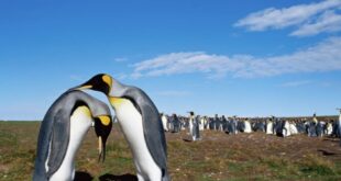 hewan mana yang berpasangan seumur hidup setia sampai mati index