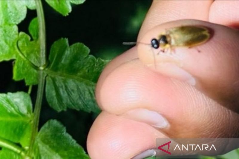 kebun raya bali temukan dua kelompok spesies kunang kunang index