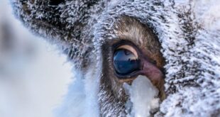 mata rusa kutub bisa melihat sesuatu melebihi alat canggih manapun index