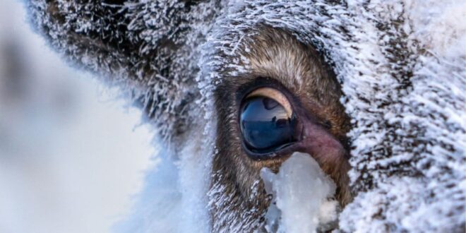 mata rusa kutub bisa melihat sesuatu melebihi alat canggih manapun index