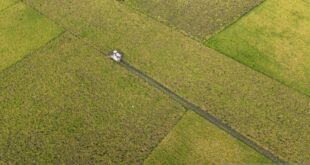 swasembada beras 2025 mengukir sejarah menjaga ketahanan pangan berkelanjutan indonesia index