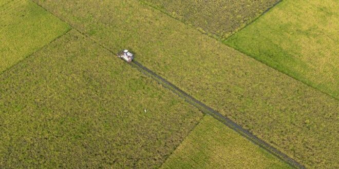 swasembada beras 2025 mengukir sejarah menjaga ketahanan pangan berkelanjutan indonesia index