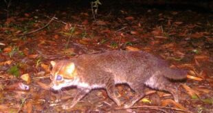 tiga dekade dinyatakan punah spesies kucing liar ini terlihat lagi index
