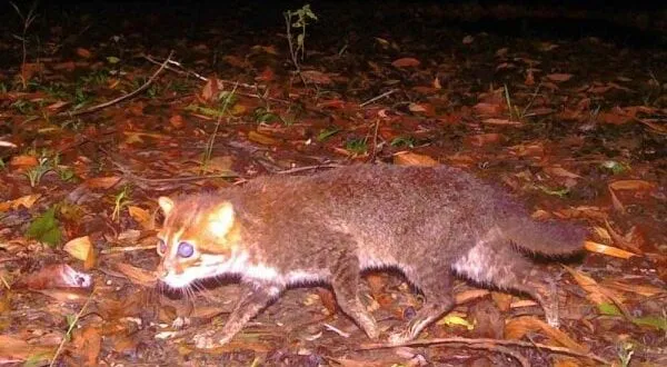 tiga dekade dinyatakan punah spesies kucing liar ini terlihat lagi index