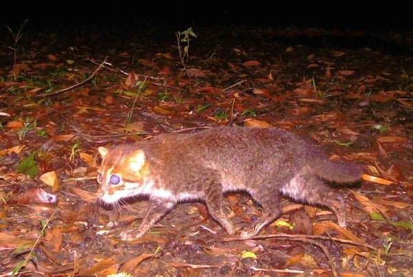 tiga dekade dinyatakan punah spesies kucing liar ini terlihat lagi index