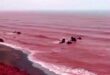 warna laut teluk persia berubah jadi merah darah index