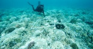 2026 jadi tahun paling kristis terumbu karang di seluruh dunia index