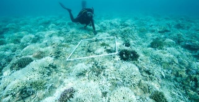 2026 jadi tahun paling kristis terumbu karang di seluruh dunia index