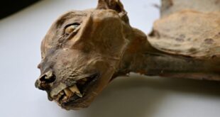 aneh ilmuwan temukan mumi cheetah langka di gurun arab index