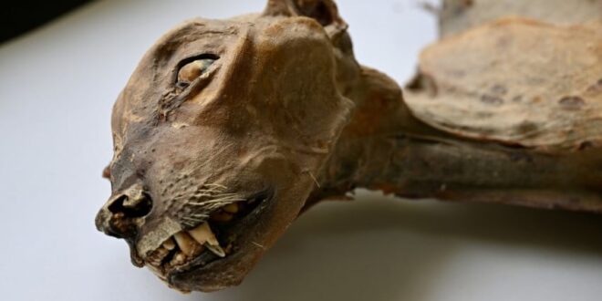 aneh ilmuwan temukan mumi cheetah langka di gurun arab index