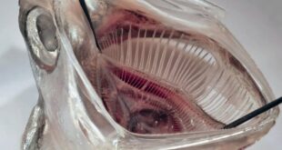 filter mulut ikan hilangkan 99 persen mikroplastik dari limbah index