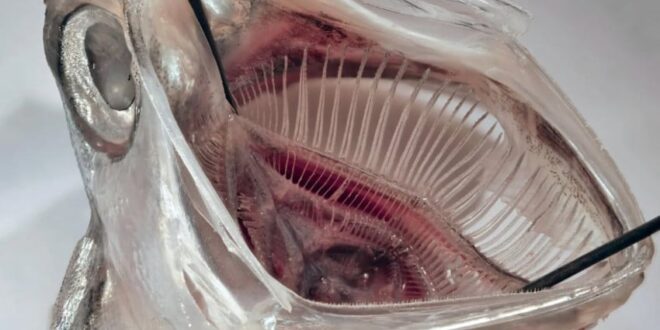 filter mulut ikan hilangkan 99 persen mikroplastik dari limbah index