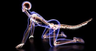 ilmuwan temukan jawaban kenapa manusia tidak punya ekor index