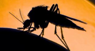 jurassic park ternyata benar nyamuk bisa bawa dna hewan index