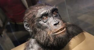 manusia purba telah melakukan sesuatu yang sangat manusiawi apakah itu index