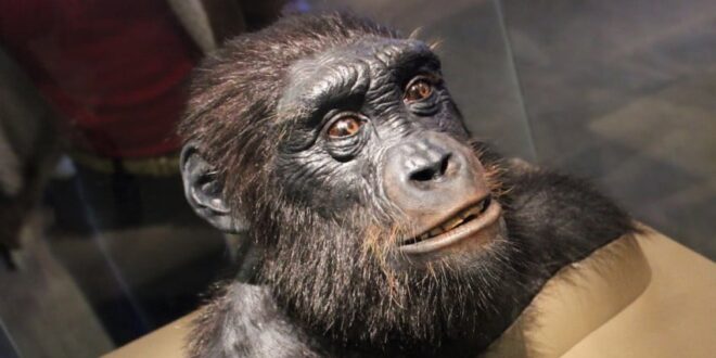 manusia purba telah melakukan sesuatu yang sangat manusiawi apakah itu index