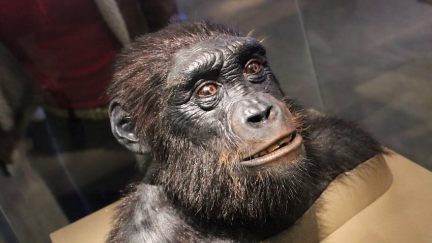 manusia purba telah melakukan sesuatu yang sangat manusiawi apakah itu index