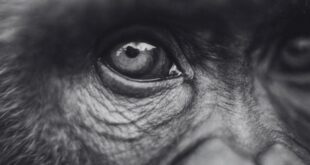 simpanse jenius yang bisa baca bahasa mandarin dan inggris tutup usia index