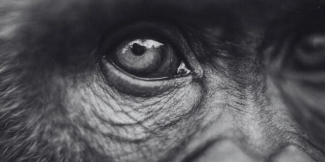 simpanse jenius yang bisa baca bahasa mandarin dan inggris tutup usia index