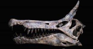 spesies dinosaurus baru ditemukan di gurun sahara index