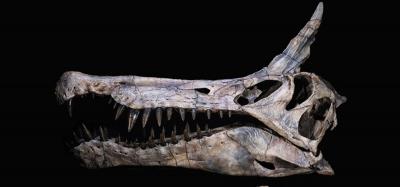 spesies dinosaurus baru ditemukan di gurun sahara index