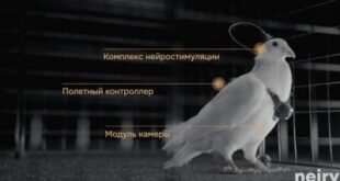 startup rusia gunakan implan otak ubah merpati menjadi drone hidup index