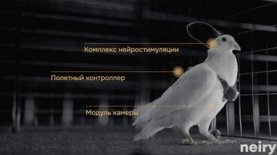 startup rusia gunakan implan otak ubah merpati menjadi drone hidup index